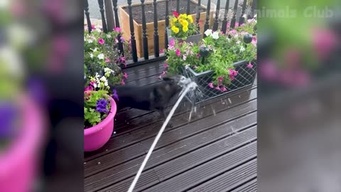 Funny animal video