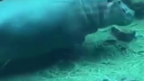 It's very dangerous animal