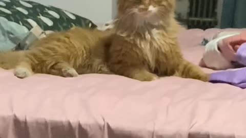 Funny cat in bead