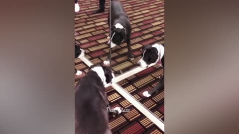 a dog attacking himself on the mirror, funny video
