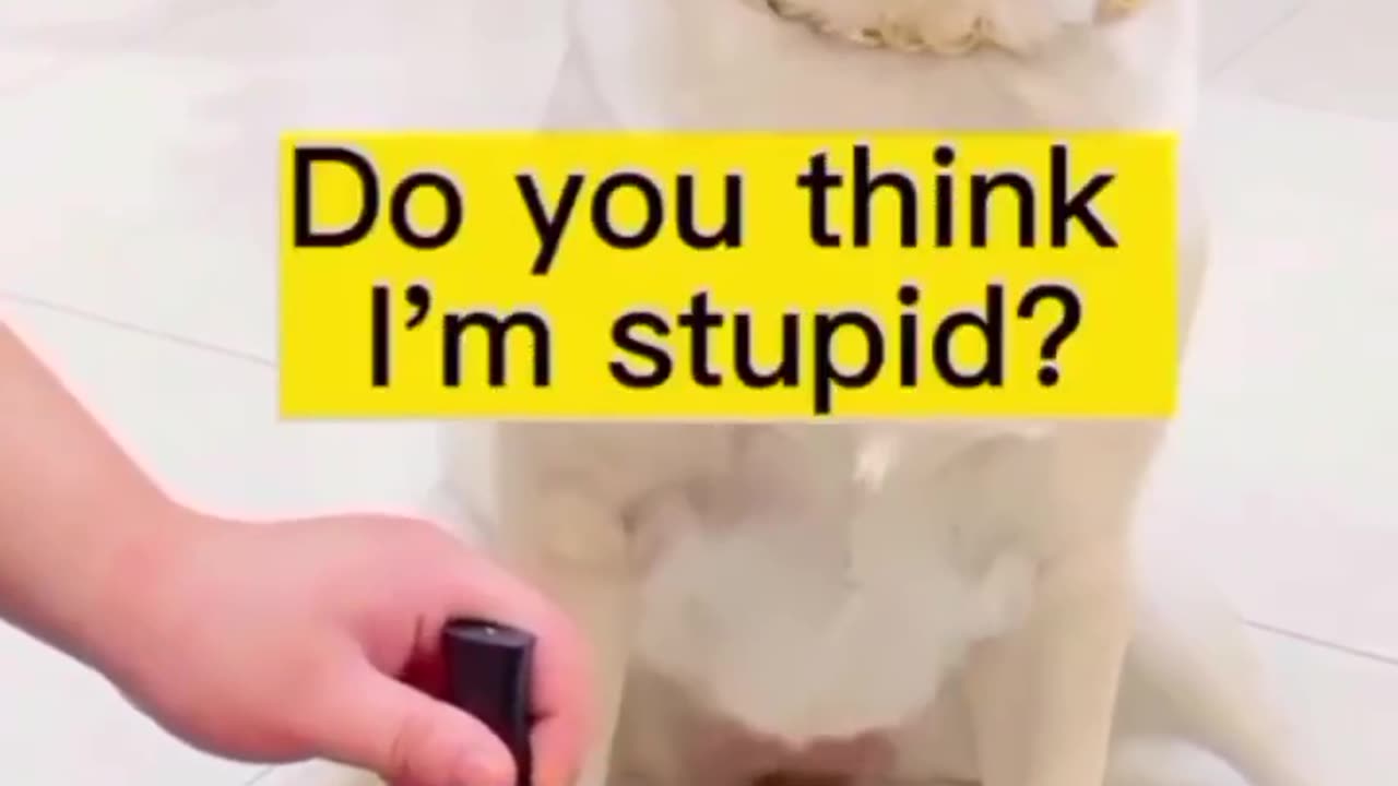 dog funniest clip