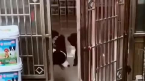 funny dogs
