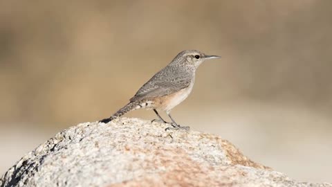 Rock Wren Bird Sound Video