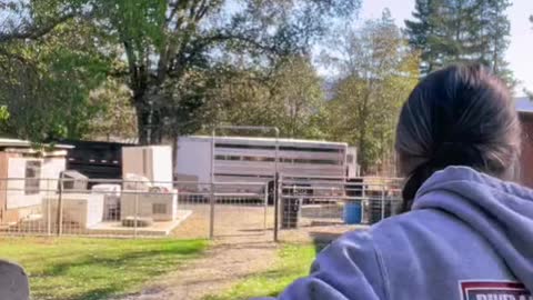 livestockshow