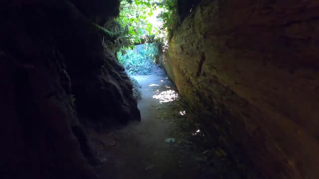 Crescent City, CA Grove of the Titans - KenoChamp Track 4