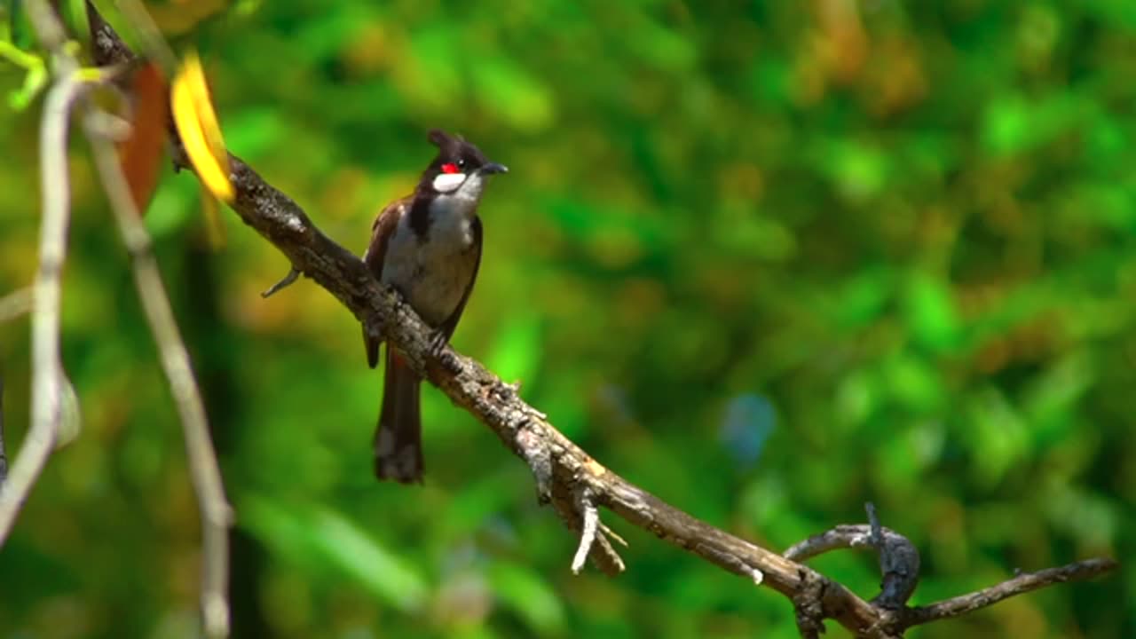 Wild Bulbul Bird