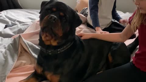Rottweiler Gets Scolded for Getting up on Bed
