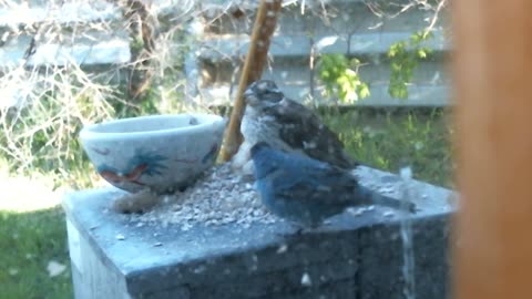 Blue Bunting
