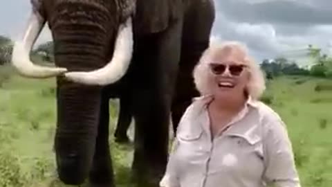 Elephant play a game