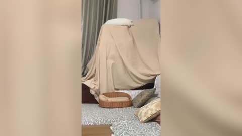 Funny animal cat videos