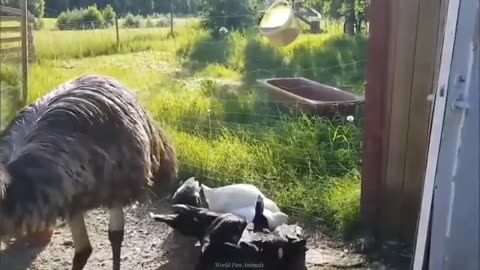 Pat animals funny video