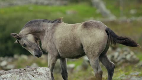 Race horse