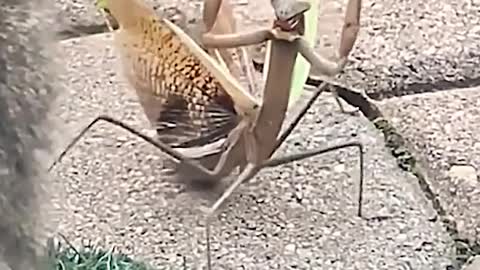 Mantis, you two go together!