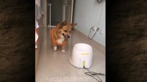 Funny video Dog catching the ball