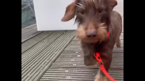 Como sair do seu trabalho diário e se concentrar em animais de estimação engraçados