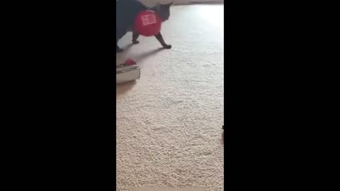Funniest Pets