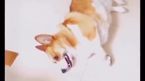 Cute dog i love that😍🥹