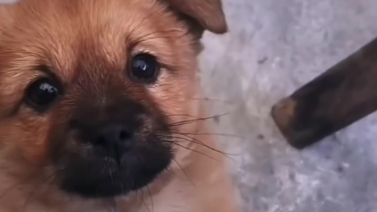 Most Loyal Person In The World