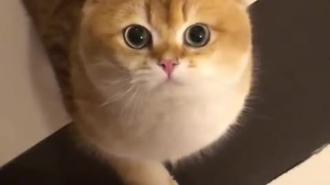 Cute cats 😻😻 cute animals