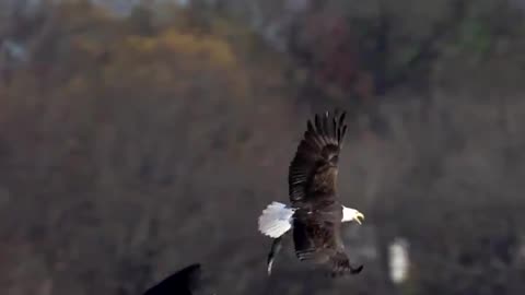 The bald eagle is training