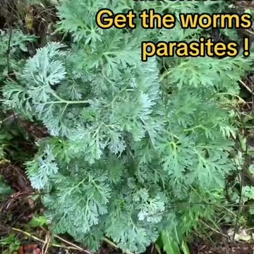Wormwood is nature's Ivermectin (antiparasitic)