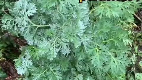 Wormwood is nature's Ivermectin (antiparasitic)