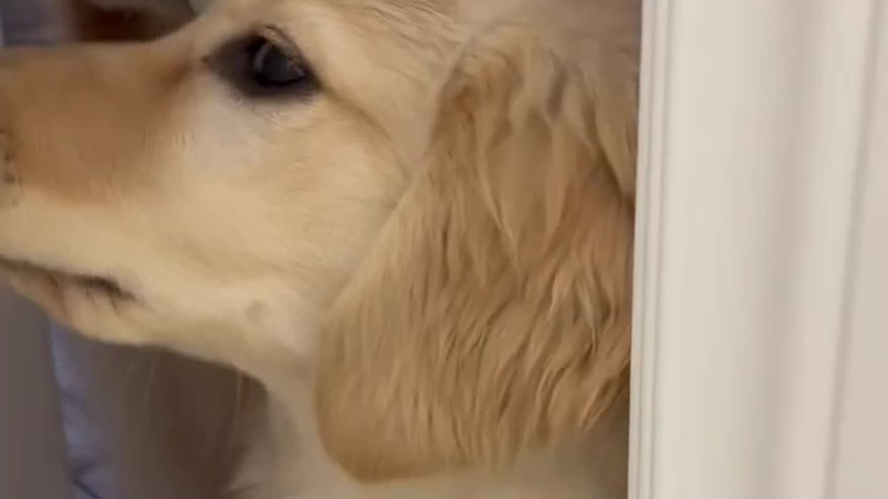 Getting dogs vs having kids πΆπΆπ» #dogshorts #dog #dogs #puppies #puppy #goldenretriever
