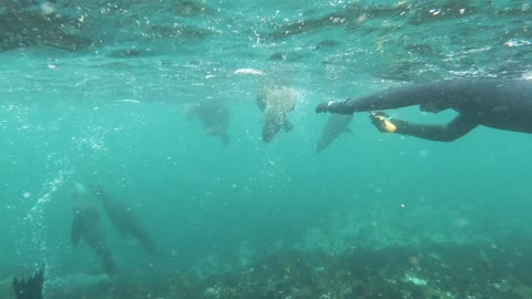 A Scuba Diver Taking Videos of Sea Lions in Sea
