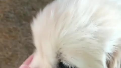 Dog and master's hand