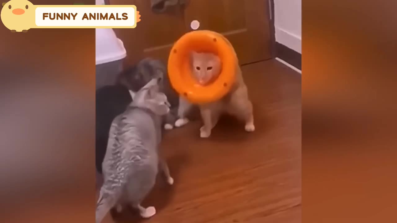 Funny Animals | All animals are cutie | animal planet