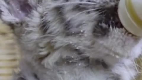 baby#tigerking#whitetiger