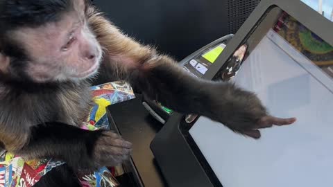 Monkey Tries Out Job as a Cashier
