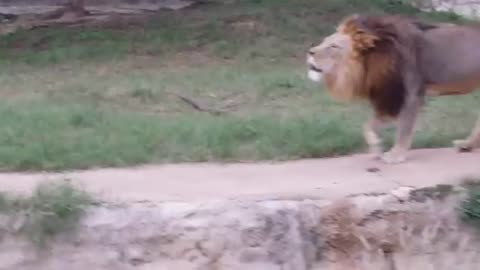 Lion Roar Scares Bystanders _____