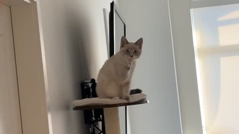 Cat Waves Goodbye