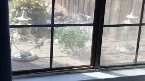 Cat Television Lizard Window Show
