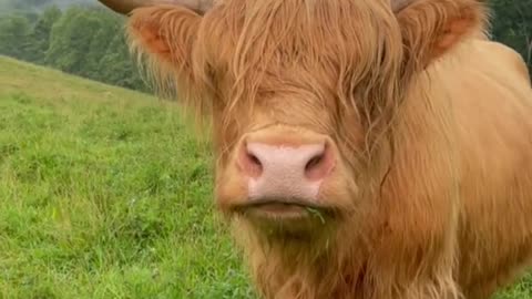 But the runts are highlands And mini.mp4