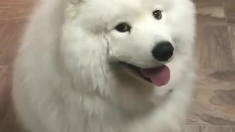 Ini anjing lagi bilang apa yah kira-kira