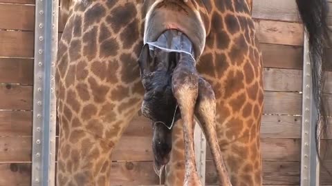 Garrif dilvery video