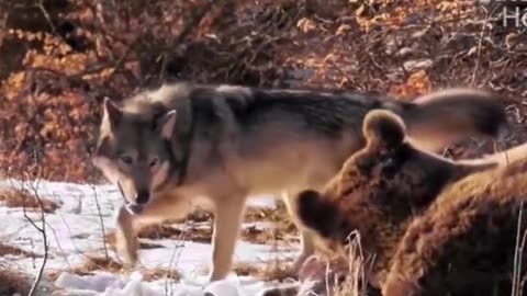 Wolf King vs black bear, who will win?