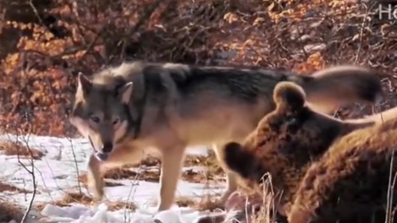 Wolf King vs black bear, who will win?