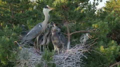 Very farming Herons feeding from MOM👩 👪 #CAM7_Wildlife @Fish Farm CK