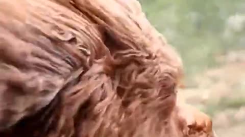 #dog #trending #youtube #viral #car