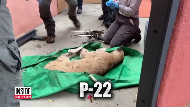 Famed Hollywood Mountain Lion Captured After Attacking Dogs
