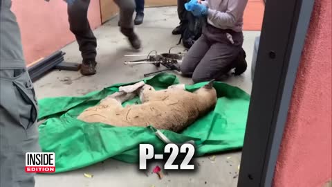 Famed Hollywood Mountain Lion Captured After Attacking Dogs