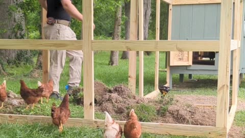 Chicken run