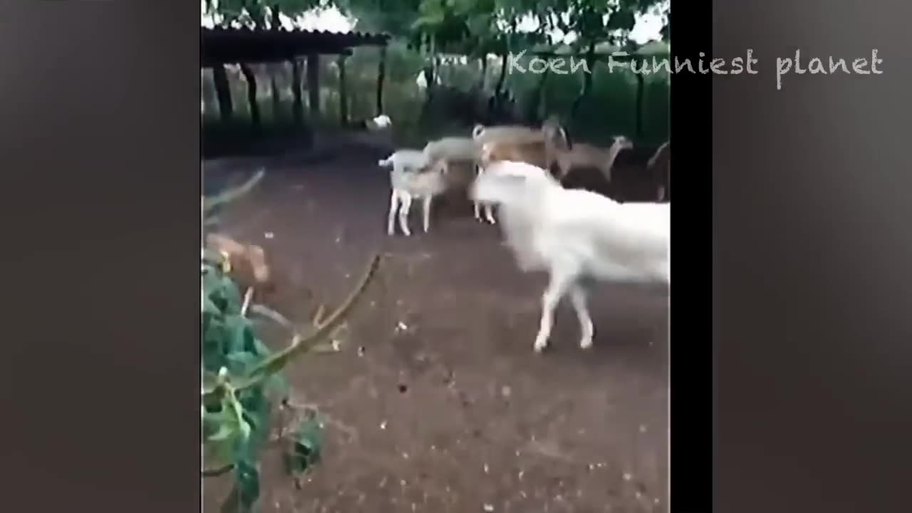 Funny Dogs And Cats Videos 2023 😅 - Best Funniest Animal Videos Of The week #3