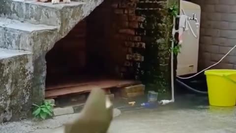 Dogs Watching Rats Fight 🐀