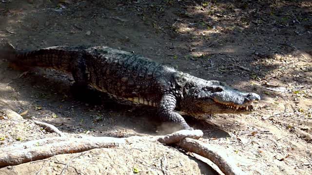 alligator walking to attack