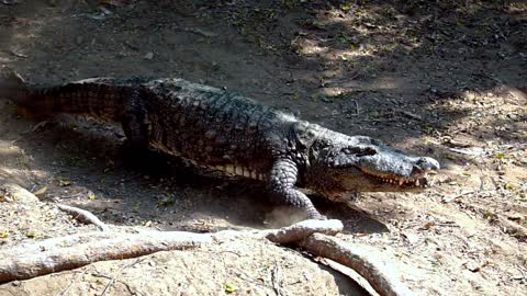 alligator walking to attack