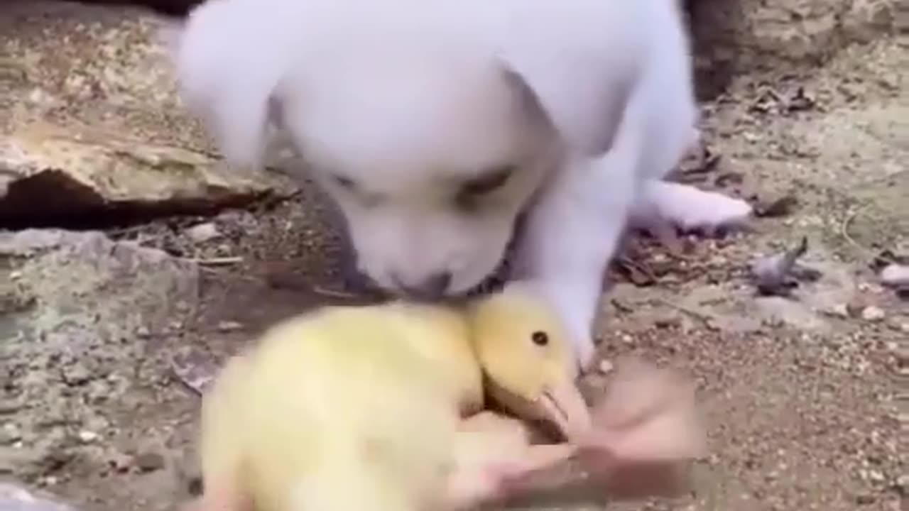 funny animal video